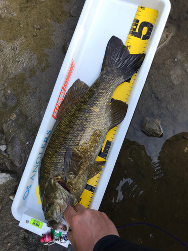 スモールマウスバスの釣果