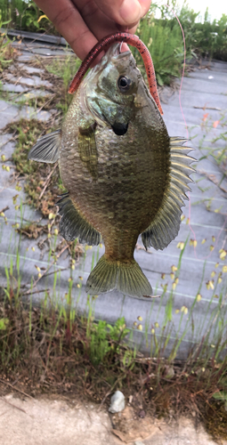 ブルーギルの釣果