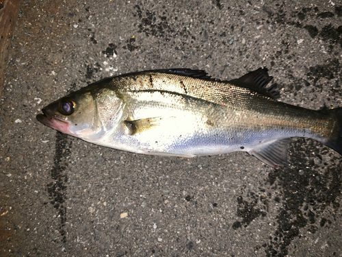 セイゴ（マルスズキ）の釣果