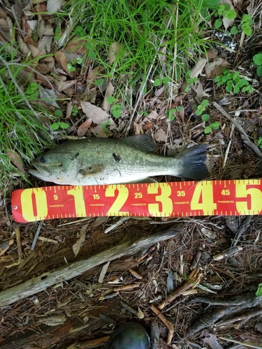 ラージマウスバスの釣果