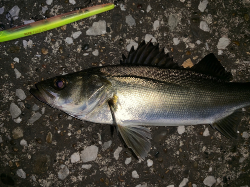 セイゴ（マルスズキ）の釣果