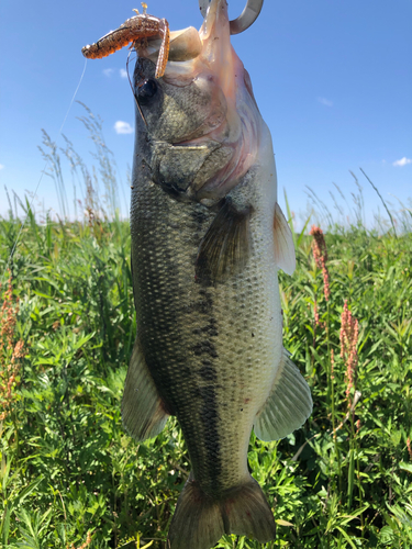 ブラックバスの釣果