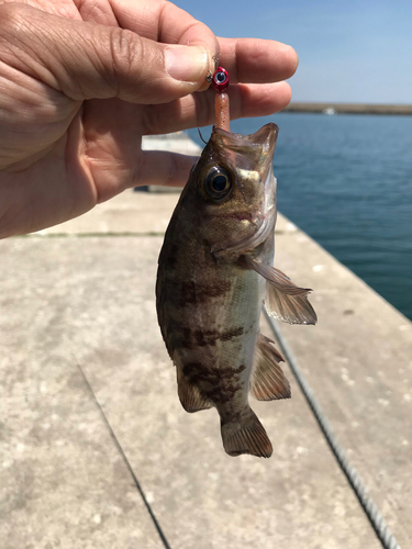 メバルの釣果