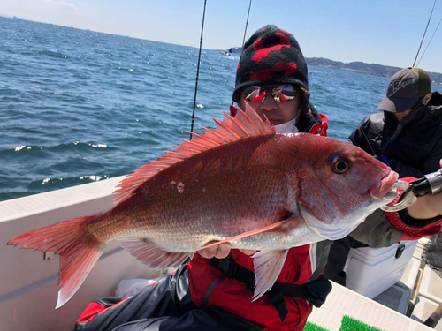 マダイの釣果