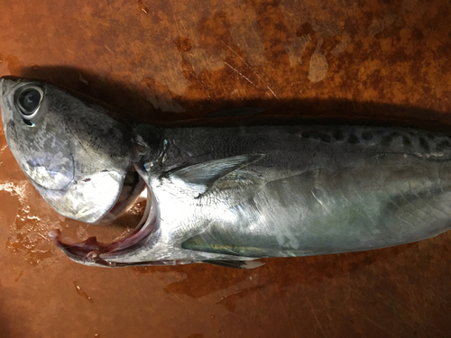 ソウダガツオの釣果