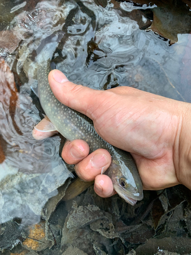 イワナの釣果