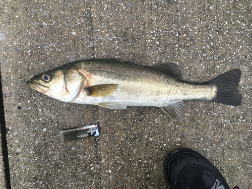 フッコ（マルスズキ）の釣果