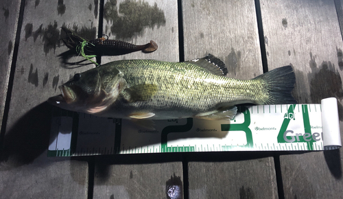 ブラックバスの釣果