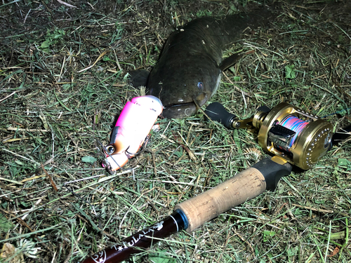 マナマズの釣果