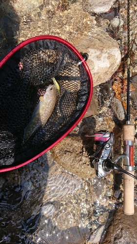 イワナの釣果