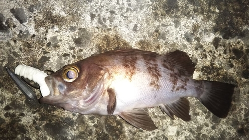 アカメバルの釣果