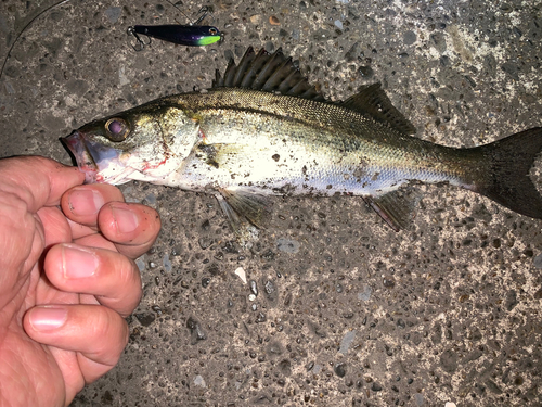 セイゴ（マルスズキ）の釣果