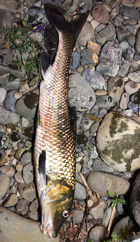 ニゴイの釣果