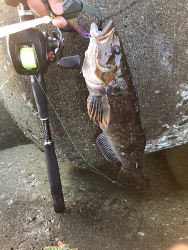 アイナメの釣果