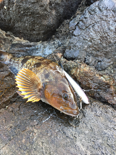 アイナメの釣果