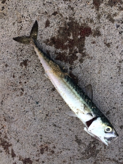 サバの釣果