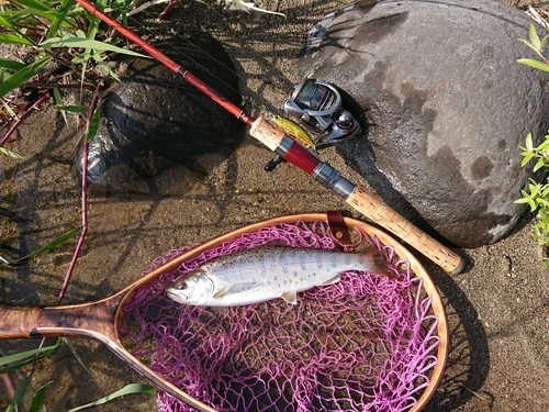 ヤマメの釣果