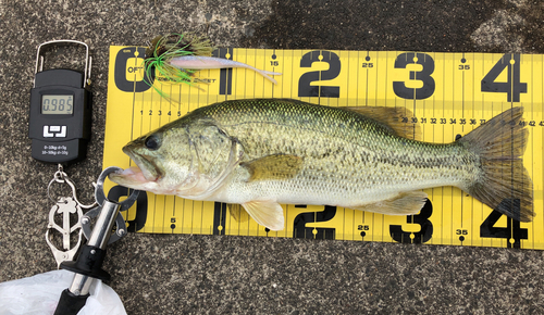 ブラックバスの釣果