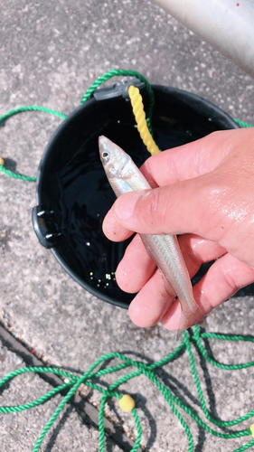 シロギスの釣果