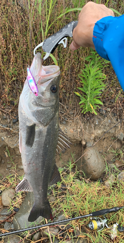 セイゴ（マルスズキ）の釣果