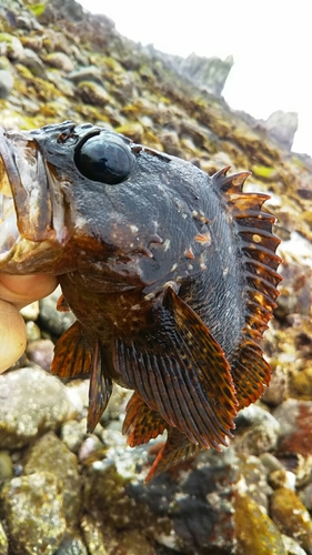 ムラソイの釣果