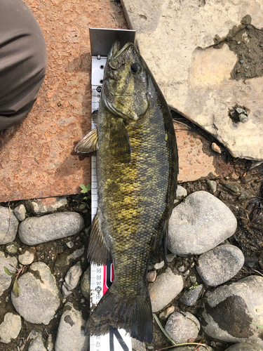 スモールマウスバスの釣果