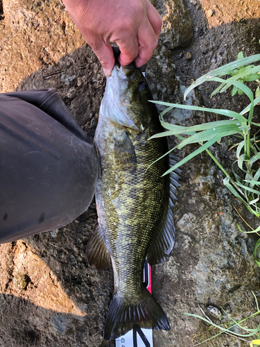 スモールマウスバスの釣果