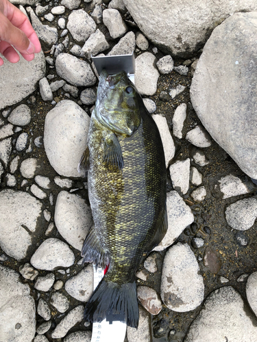 スモールマウスバスの釣果