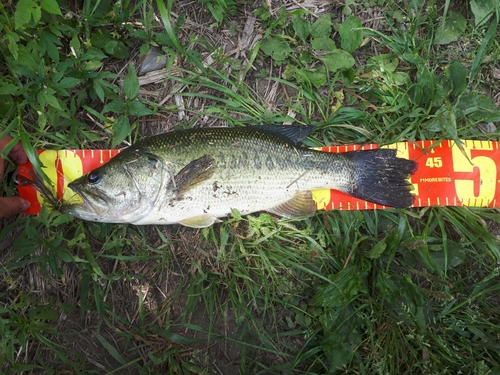 ラージマウスバスの釣果