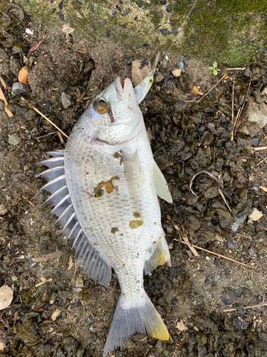 キビレの釣果