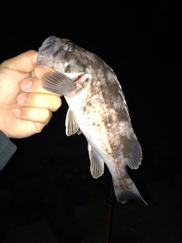 クロソイの釣果