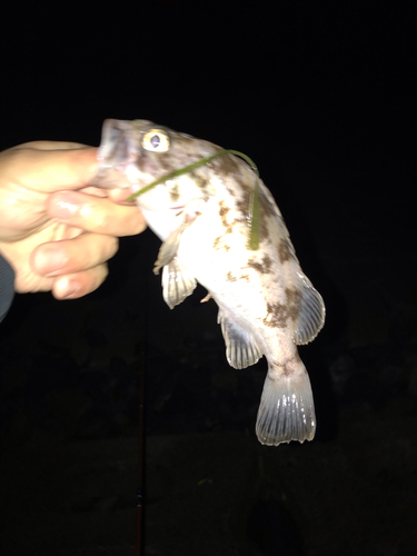 クロソイの釣果