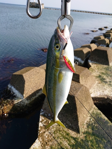 イナダの釣果