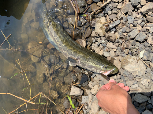 ライギョの釣果