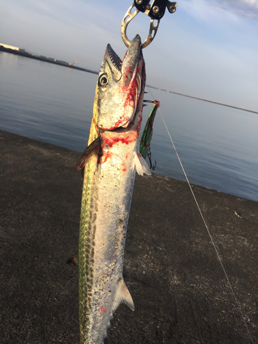 サゴシの釣果