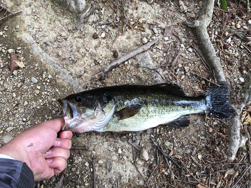 ラージマウスバスの釣果