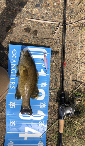 スモールマウスバスの釣果