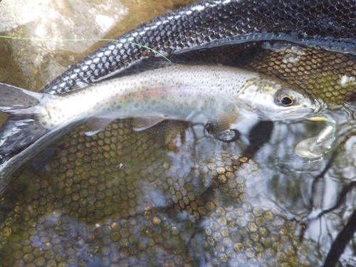 ニジマスの釣果