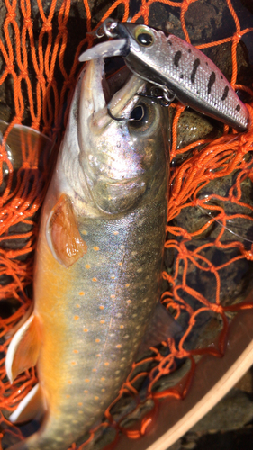 オショロコマの釣果