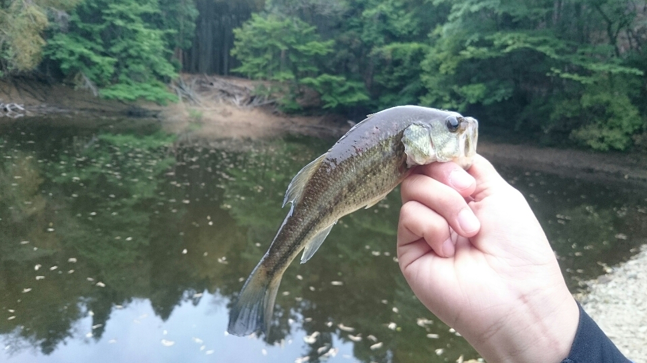 ブラックバス