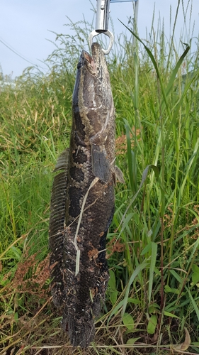 ライギョの釣果