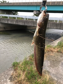 ナマズの釣果