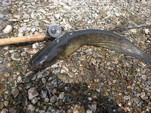 ナマズの釣果