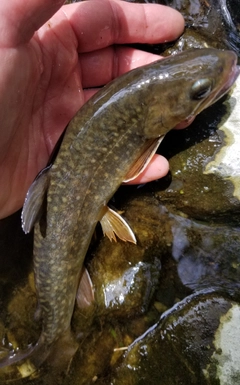 イワナの釣果