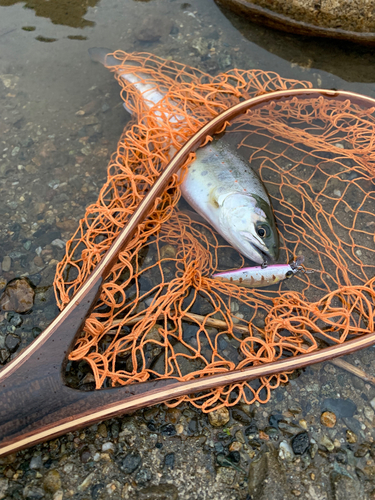 アマゴの釣果