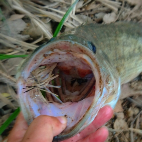 ブラックバスの釣果