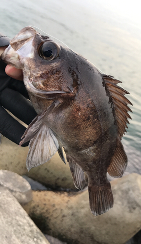 メバルの釣果