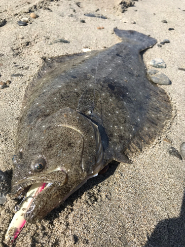 ヒラメの釣果