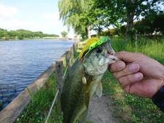 ブラックバスの釣果