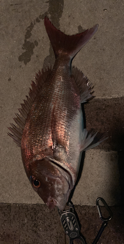 タイの釣果